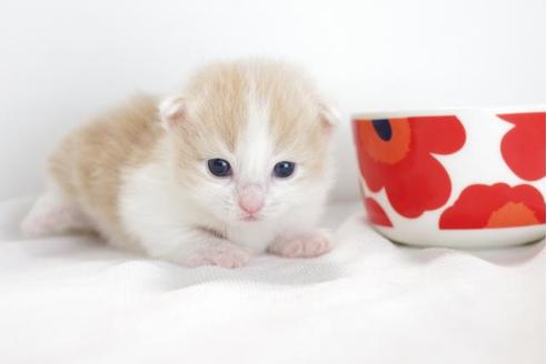 成約済の愛知県のマンチカン-4366の1枚目