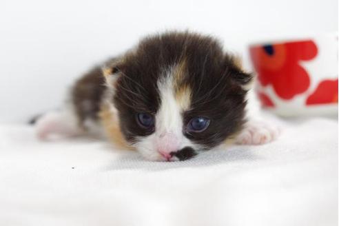 成約済の愛知県のマンチカン-4367の3枚目