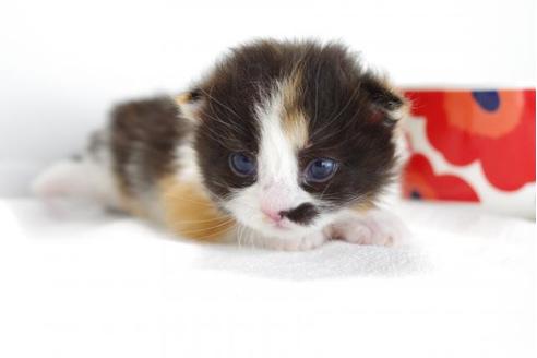 成約済の愛知県のマンチカン-4367の2枚目