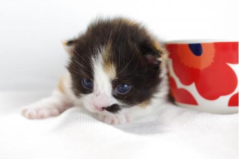 成約済の愛知県のマンチカン-4367の1枚目