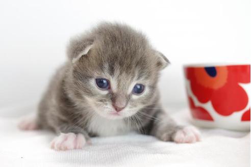 成約済の愛知県のマンチカン-4368の3枚目