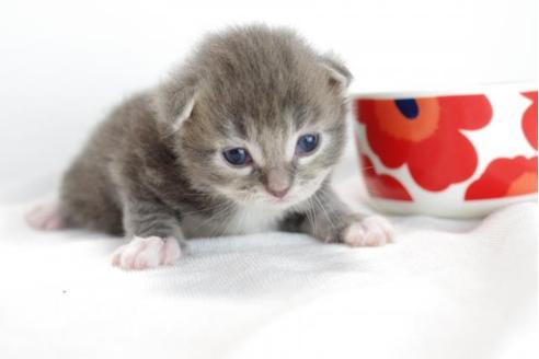 成約済の愛知県のマンチカン-4368の1枚目