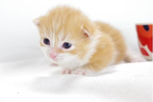 成約済の愛知県のマンチカン-4369の1枚目