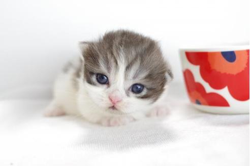 成約済の愛知県のミヌエット-4370の3枚目