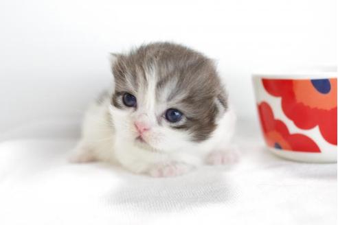 成約済の愛知県のミヌエット-4370の2枚目