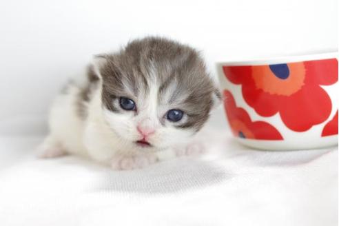 成約済の愛知県のミヌエット-4370の1枚目