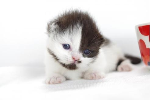 成約済の愛知県のミヌエット-4371の3枚目