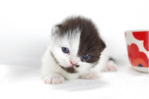 成約済の愛知県のミヌエット-4371の2枚目