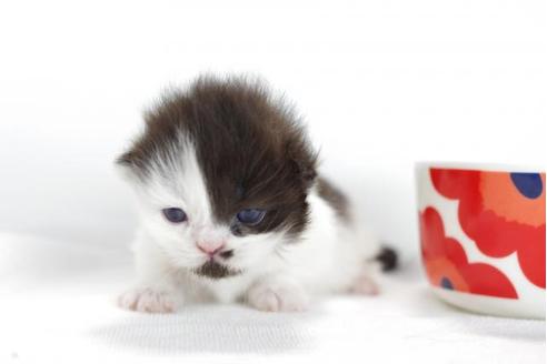 成約済の愛知県のミヌエット-4371の1枚目