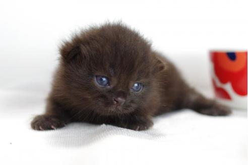 成約済の愛知県のミヌエット-4372の2枚目