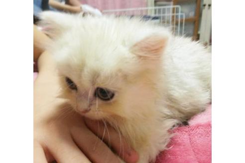 成約済の愛知県のペルシャ(チンチラ)-4399の5枚目
