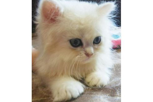 成約済の愛知県のペルシャ(チンチラ)-4399の4枚目