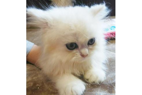 成約済の愛知県のペルシャ(チンチラ)-4399の2枚目