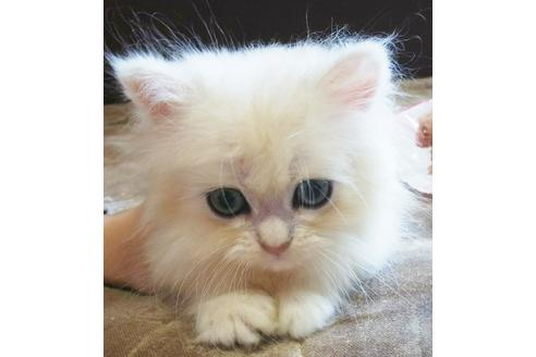 成約済の愛知県のペルシャ(チンチラ)-4399の1枚目