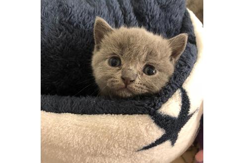 成約済の大阪府のブリティッシュショートヘア-4405の2枚目