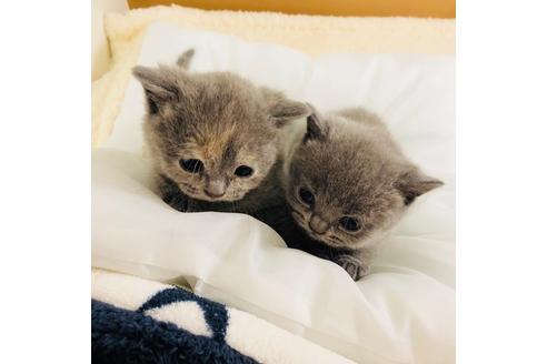 成約済の大阪府のブリティッシュショートヘア-4405の1枚目