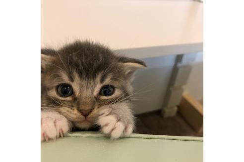 成約済の大阪府のスコティッシュフォールド-4406の3枚目