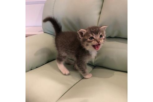 成約済の大阪府のスコティッシュフォールド-4406の1枚目