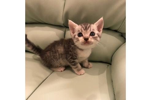 成約済の大阪府のスコティッシュフォールド-4407の5枚目