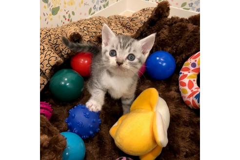 成約済の大阪府のスコティッシュフォールド-4407の4枚目