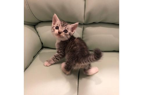 成約済の大阪府のスコティッシュフォールド-4407の3枚目