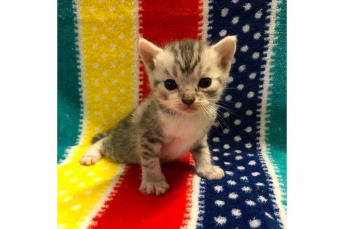 成約済の大阪府のスコティッシュフォールド-4407の2枚目