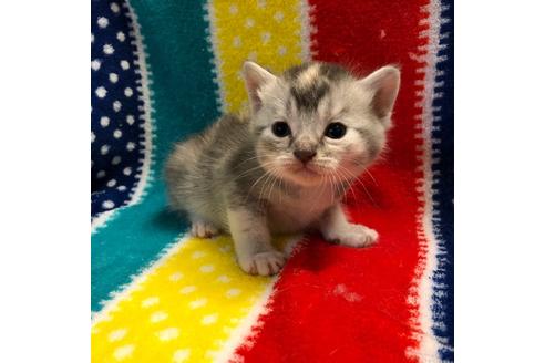 成約済の大阪府のスコティッシュフォールド-4408の4枚目