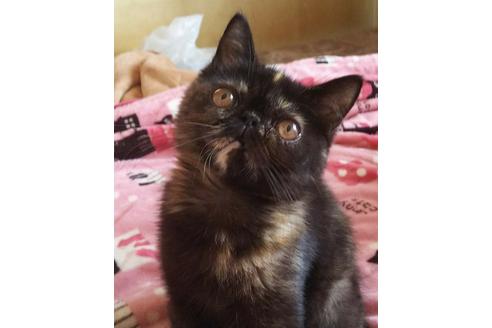 成約済の愛知県のエキゾチックショートヘア-4102の5枚目