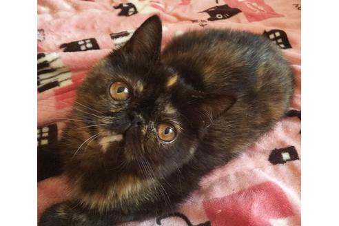 成約済の愛知県のエキゾチックショートヘア-4102の4枚目