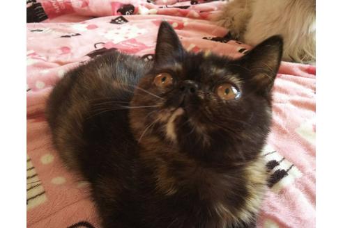 成約済の愛知県のエキゾチックショートヘア-4102の3枚目