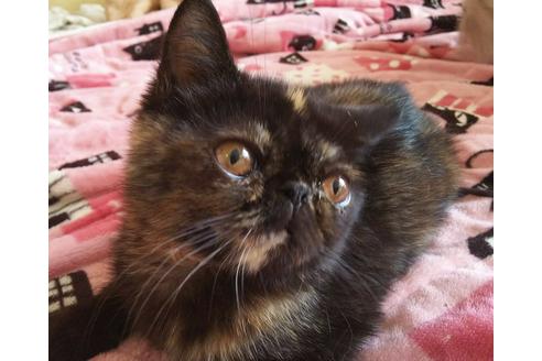 成約済の愛知県のエキゾチックショートヘア-4102の1枚目