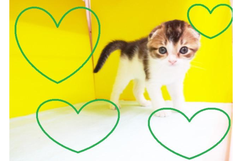 成約済の東京都のスコティッシュフォールド-4424の3枚目