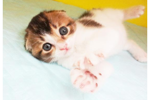 成約済の東京都のスコティッシュフォールド-4424の2枚目