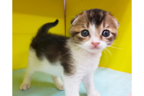 成約済の東京都のスコティッシュフォールド-4424の1枚目