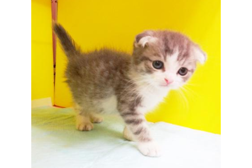 成約済の東京都のスコティッシュフォールド-4425の1枚目