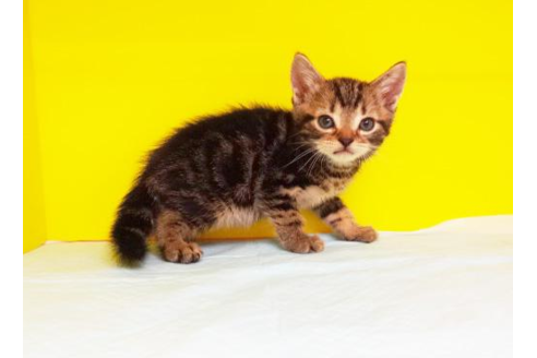 成約済の東京都のアメリカンショートヘア-4426の1枚目