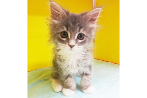 成約済の東京都のメインクーン-4427の1枚目