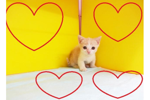 成約済の東京都のマンチカン-4428の2枚目