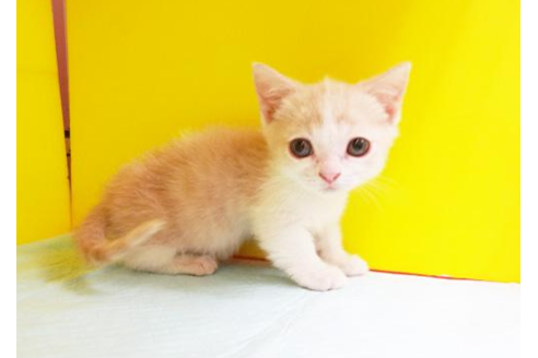 成約済の東京都のマンチカン-4428の1枚目