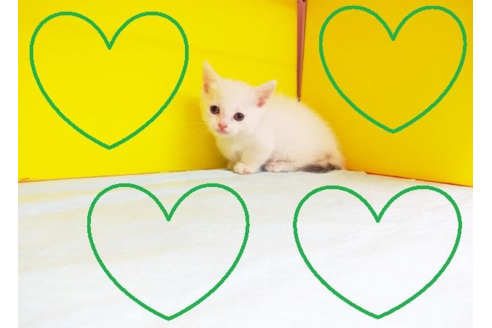 成約済の東京都のマンチカン-4429の2枚目