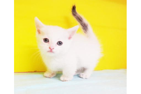 成約済の東京都のマンチカン-4429の1枚目