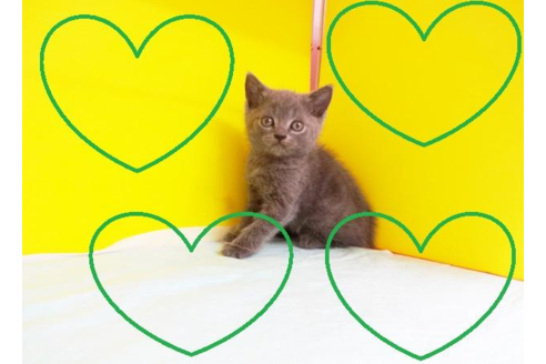 成約済の東京都のブリティッシュショートヘア-4431の2枚目