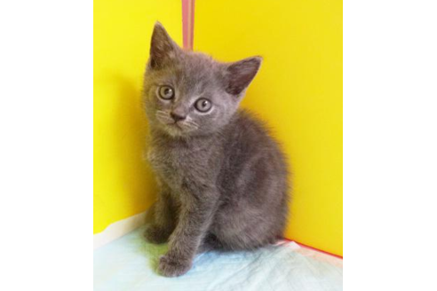 成約済の東京都のブリティッシュショートヘア-4431の1枚目