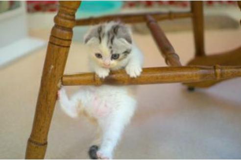 成約済の岐阜県のスコティッシュフォールド-4465の2枚目