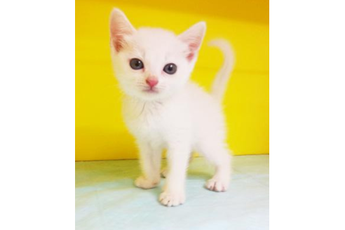 成約済の東京都のスコティッシュフォールド-4481の1枚目