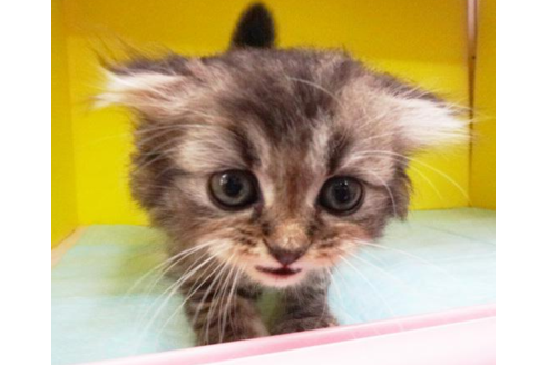 成約済の東京都のスコティッシュフォールド-4482の2枚目