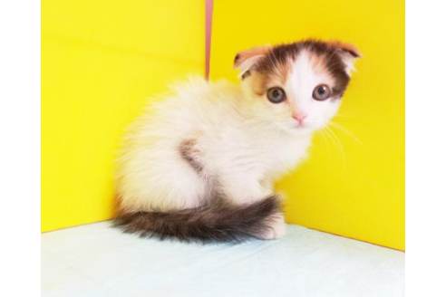 成約済の東京都のスコティッシュフォールド-4483の1枚目