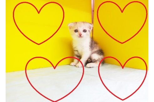 成約済の東京都のスコティッシュフォールド-4484の2枚目