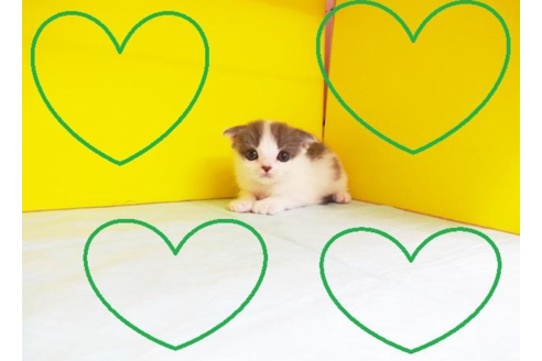 成約済の東京都のスコティッシュフォールド-4485の2枚目