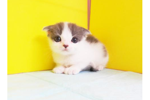 成約済の東京都のスコティッシュフォールド-4485の1枚目